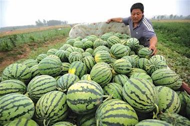 瓜农吃瓜黑料,揭秘背后真相与争议