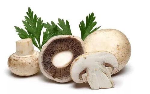 吃瓜黑料蘑菇视频